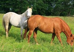 PENSION PRE CHEVAL